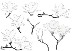 花卉绘画