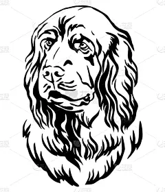华丽的,狗,斯班尼犬,苏塞克斯,注视镜头,可爱的,纯种犬,摆拍,肖像,服从