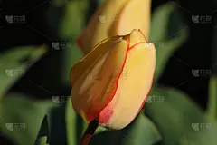 田野的郁金香红色，紫罗兰，白色，黄色，紫色，蓝色粉红色的颜色，屏保或壁纸。花园里盛开的五颜六色的郁金