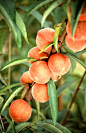 树上新鲜桃子摄影水蜜桃 (4)
