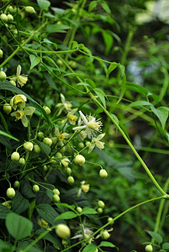 茂生采集到铁线莲