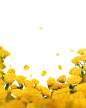 黄色玫瑰花png