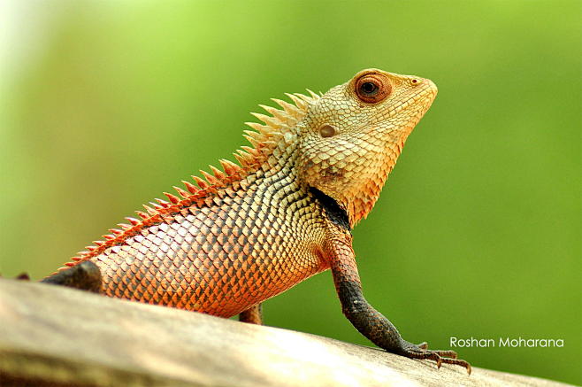 Photograph Chameleon...