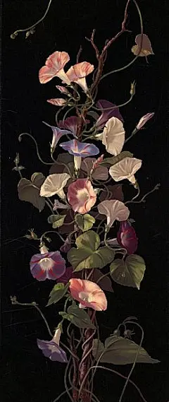 喇叭花
