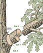How To prune a tree without taking bark.  By the DIY experts of The Family Handyman Magazine: May 2008