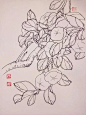 钢笔花卉白描达人叶志军先生的钢笔画分享