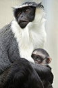 Roloway monkey | 35 Of The World's Rarest Animals: 