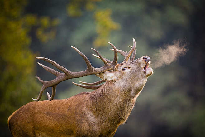 King of the Woods by...