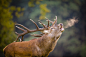 King of the Woods by Hans Kruse on 500px