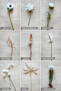 white flower guide