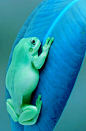 Blue Frog