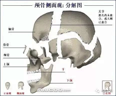 藏云不知境采集到人体骨骼结构