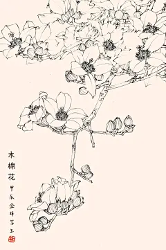 《百花集》花卉白描写生之卌二:木棉花 - 小红书