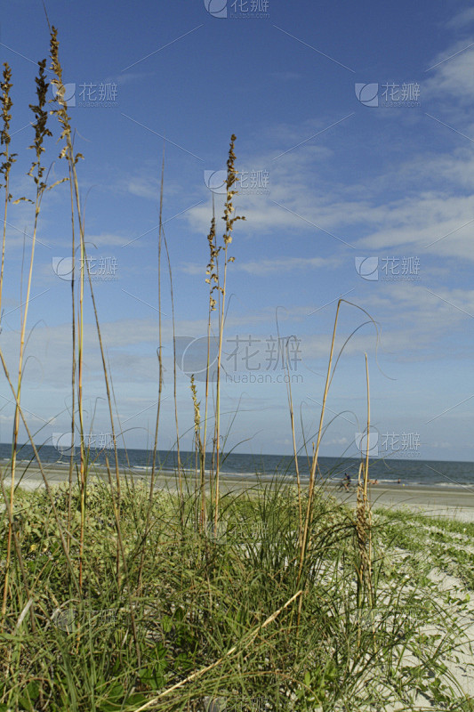 希尔顿赫德,南卡罗来那,滨草,美国,海岸野燕麦,自然,垂直画幅,图像聚焦技术,选择对焦,天空