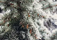 云杉,冬天,圣诞树,特写,霜,水平画幅,无人,针叶树,树林