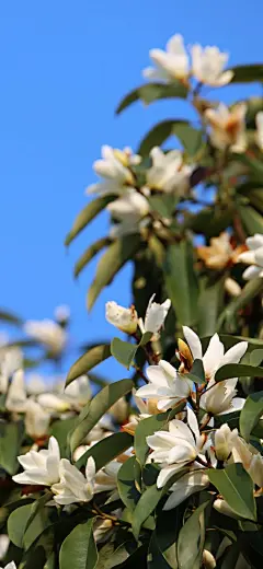 立春时节，云山白兰报春来了，一朵朵、一片片挂满了整棵大树。云山白兰又称阔瓣含笑、广东香子，开的白色花朵，大而密集，是园林观赏和绿化的常用树种。坐标：湖南武冈（图/文:何卫辉）#气象♥生活# ​​​​