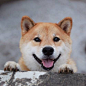 柴犬