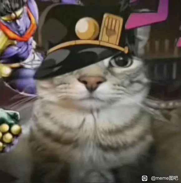 求这只猫猫动物更多meme_meme图吧_百度贴吧-花瓣网