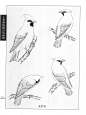 工笔画鸟线描图——太平鸟
