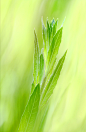 Photograph Green Flames by Salah Baazizi on 500px