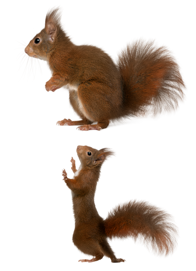 松鼠png