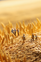 金色麦穗丰收节农民金币乡村模型摄影图