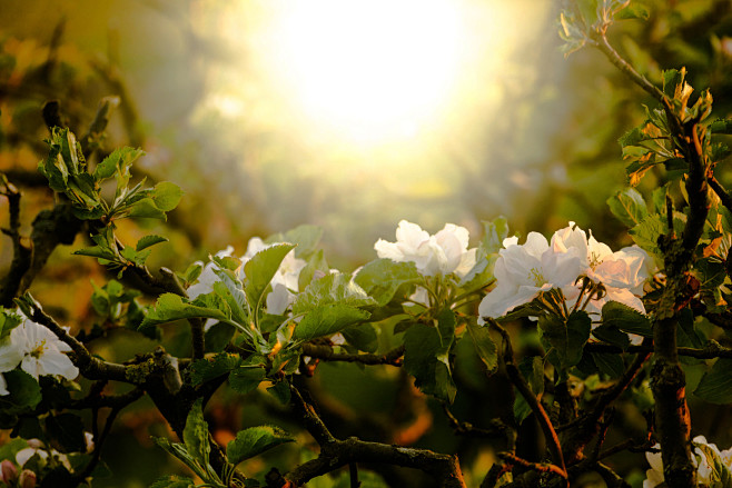 small blossoms, big ...