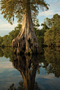 bald cypress on Lake Drummond - Great Dismal Swamp, Virginia