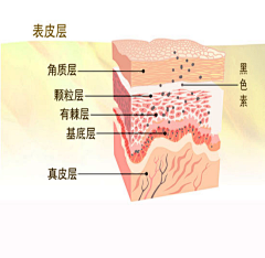 咖啡杯与筷子采集到皮肤结构