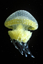 Oooh...My Obsession w/ jellyfish & octopi...White Spotted Jelly Fish - Phyllorhiza punctata: 