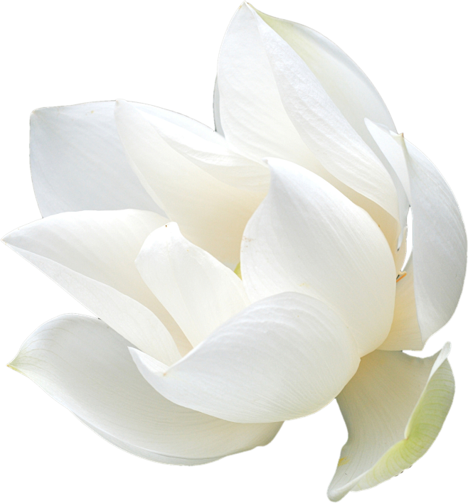 花花朵白色花花瓣