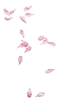 #PS素材# 各种花瓣PNG，飘飘洒洒的花瓣们共有100张 下载【http://t.cn/RP9u2Pi】
