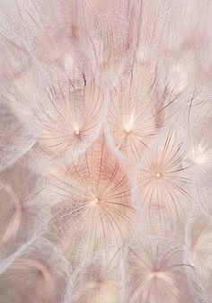 Dandelion photograph...