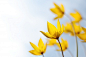 Wild yellow spring rare flowers of tulip scythica sylvestris on a meadow blossoms, soft focus Premium Photo