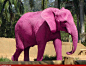 Pink Elephant :)
