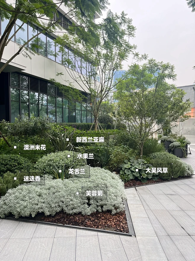 立志记录100种植物搭配（39/100）-花瓣网