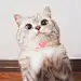 骑鱼寻猫