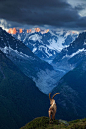 Ibex above Chamonix valley, French Alps: 