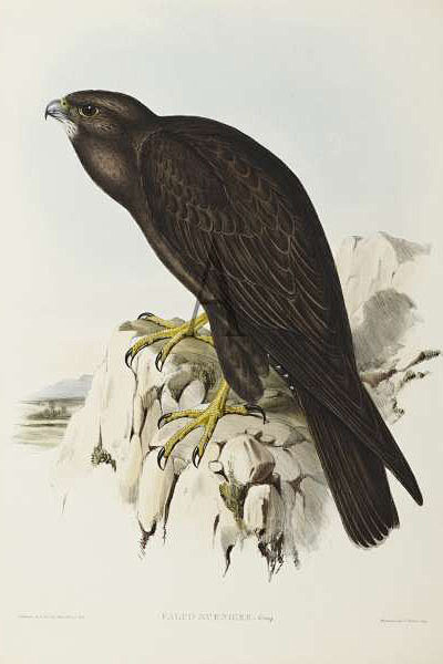 隼形目隼科隼属黑隼