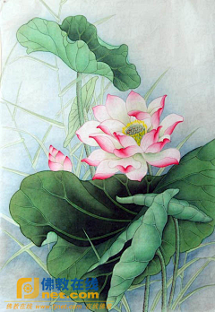 江南和采集到工笔画草