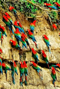 New Wonderful Photos: Macaws in the Peruvian Rain Forest