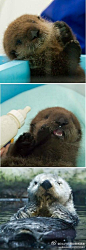 [] DearYuki森女新闻速递#萌宠#一个日本摄影师的站，专拍水獭海獭。Das Otterhaus 链接里的海獭萌翻了！[嘻嘻]来自:新浪微博