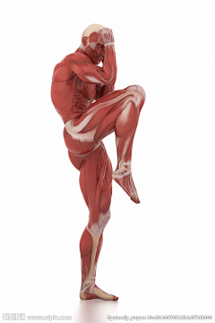 吆合子采集到肌肉结构