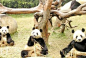 爸爸去哪儿2之熊猫三胞胎童话次 元大冒险_百度图片搜索