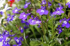 花朵  - 源文件下载【酷图网】花朵,花背景,花海报,花艺,鲜花海报,花壁纸,花意境,五彩斑斓,五颜六色,绣球花,菊花,牡丹花,郁金香,玫瑰,月季,向日葵,兰花,梅花