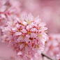 桜期 // オカメ桜 // 京都 長徳寺