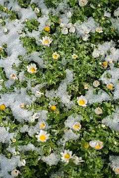 初绽春雪下