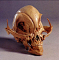 “这是在巴西，一个博物馆骷髅怪时，它大概是从埃及带来它制成木乃伊。”  或者，“小灰人的头骨。”  不知道这是与模拟（人+？），但它不是一个真正的灵长类动物头骨...指示，很明显，这是一个外星人！ 或者从http://www.boneclones.com/CC-05.htm模型：