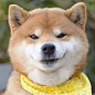 日本网红柴犬Ryuji，今年9岁，可爱痞气的长相、丰富的表情及迷之气场，靠邪魅狷狂的魔性笑容被称为“狗界吴彦祖”！ ​​​​
