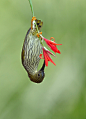 Streaked Spiderhunter 纹背捕蛛鸟 (Arachnothera magna)_9062 | Flickr  